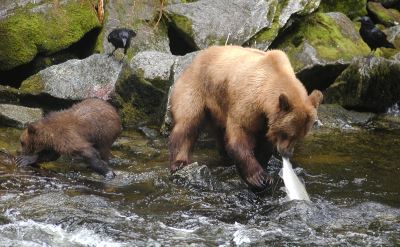 Alaska bears Tongass Forest