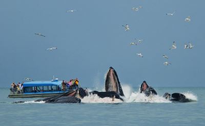 whale watching Juneau